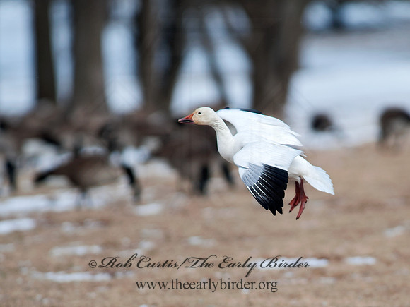 Chen caerulescens  SNOW GOOSE 8030063