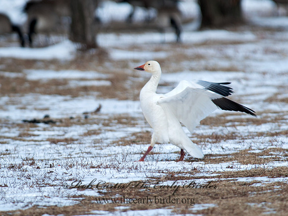 Chen caerulescens  SNOW GOOSE 8030067