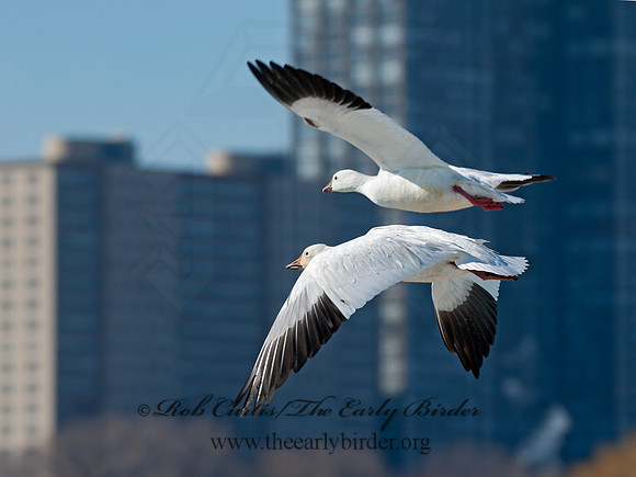 Chen caerulescens  SNOW GOOSE 8030253 & Ross Goose