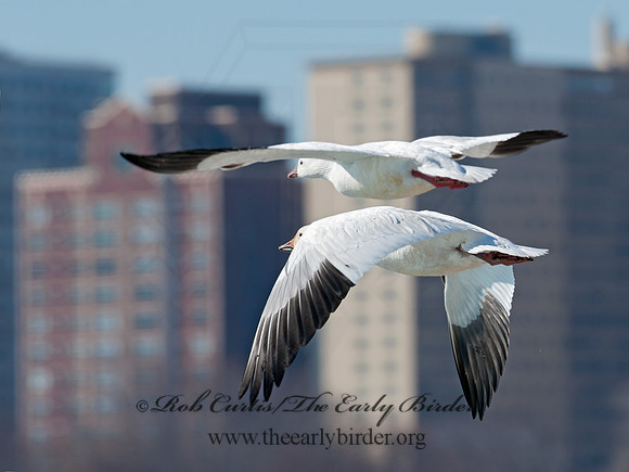 Chen caerulescens  SNOW GOOSE 8030255 & Ross Goose