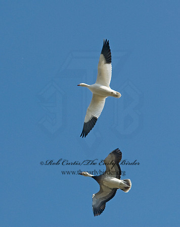 Chen caerulescens  SNOW GOOSE 6000386