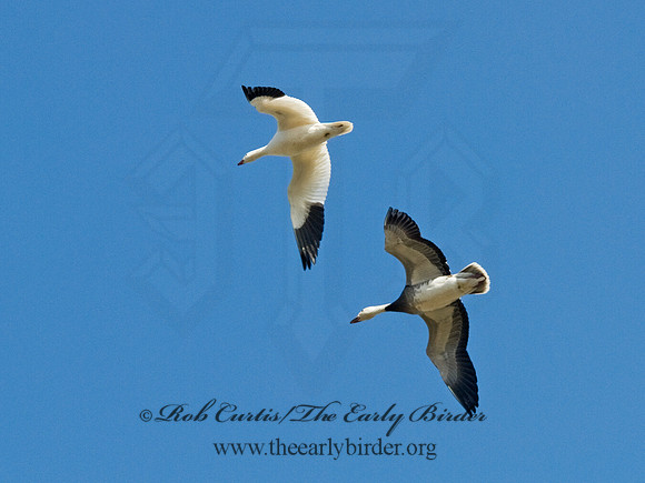 Chen caerulescens  SNOW GOOSE 6000387
