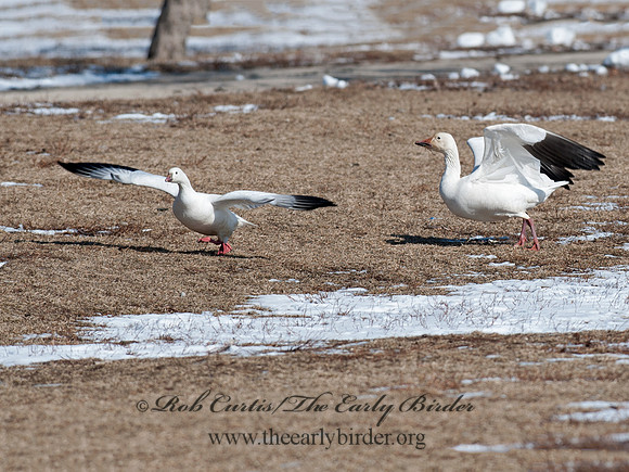 Chen caerulescens  SNOW GOOSE 8030265 & Ross Goose