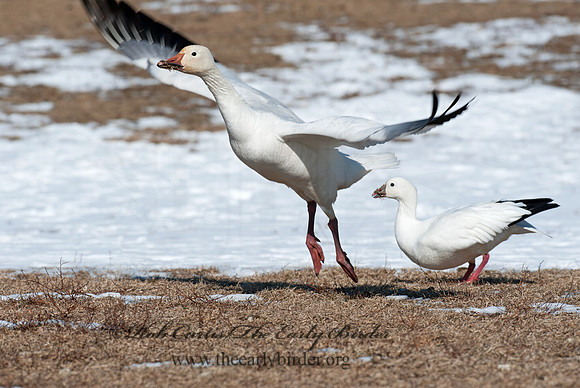 Chen caerulescens  SNOW GOOSE 8030319 & Ross Goose