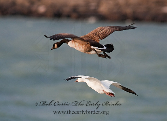 Chen caerulescens  SNOW GOOSE 8027345