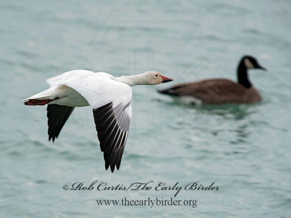 Chen caerulescens  SNOW GOOSE 8030117