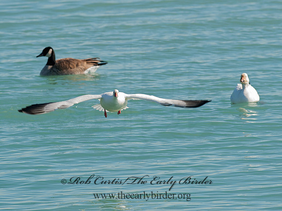Chen caerulescens  SNOW GOOSE 8030246 & Ross Goose