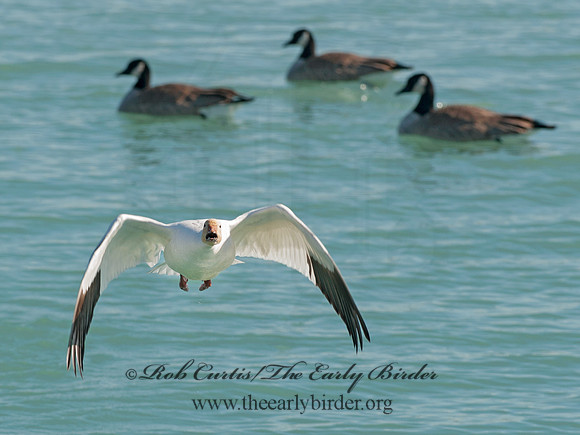 Chen caerulescens  SNOW GOOSE 8030248