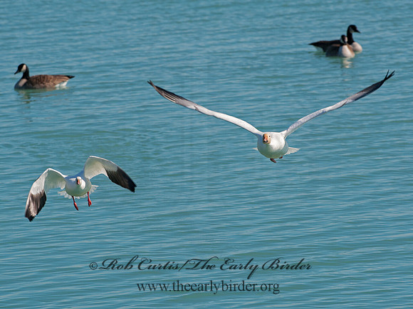 Chen caerulescens  SNOW GOOSE 8030328 & Ross Goose