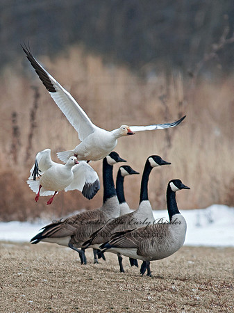 Chen caerulescens  SNOW GOOSE 8030103 & Ross Goose