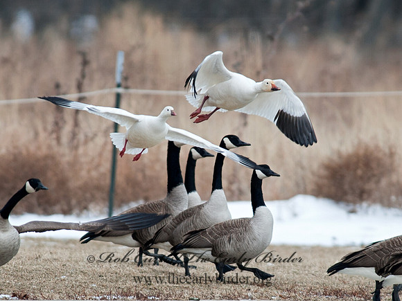 Chen caerulescens  SNOW GOOSE 8030104 & Ross Goose