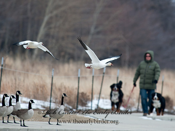Chen caerulescens  SNOW GOOSE 8030106 & Ross Goose