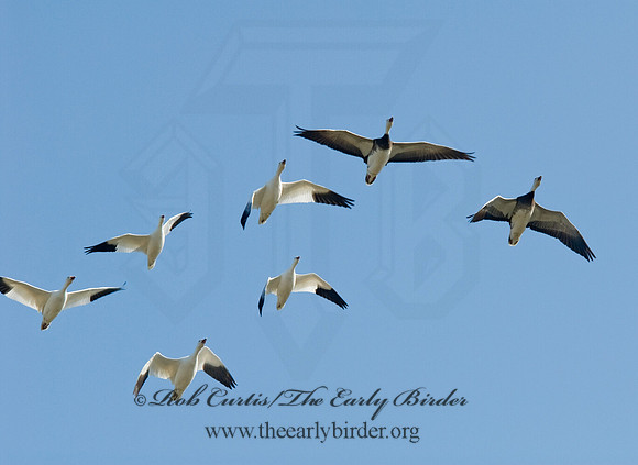 Chen caerulescens  SNOW GOOSE 6000382