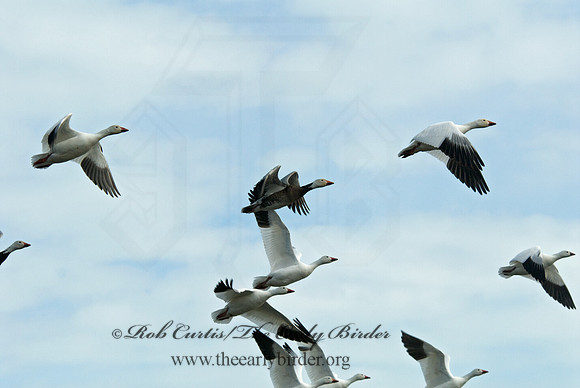 Chen caerulescens  SNOW GOOSE 6000367