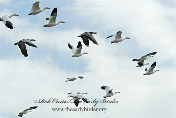 Chen caerulescens  SNOW GOOSE 6000370