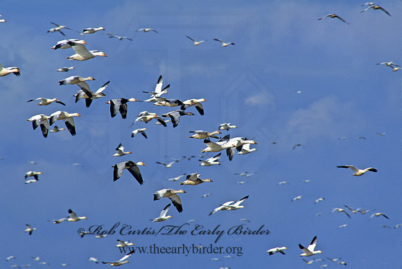 Chen caerulescens  SNOW GOOSE 159126
