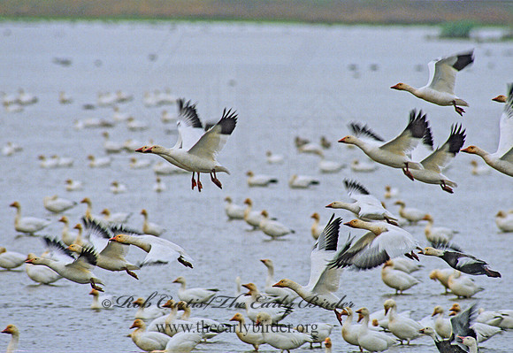 Chen caerulescens  SNOW GOOSE 44630.1