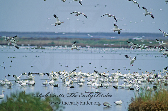 Chen caerulescens  SNOW GOOSE 158128