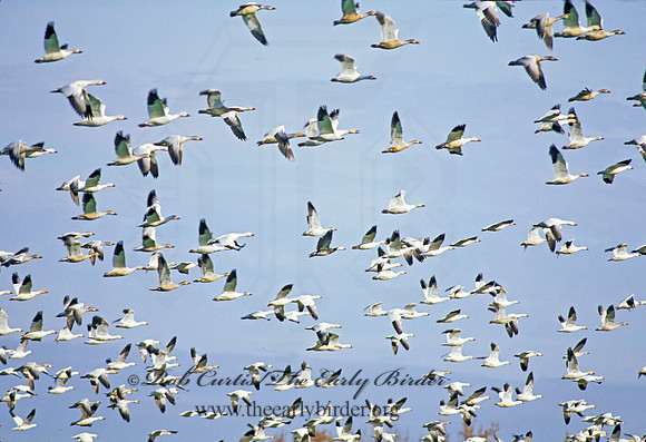 Chen caerulescens  SNOW GOOSE 158514