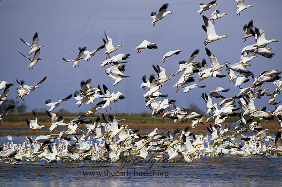 Chen caerulescens  SNOW GOOSE 158521-