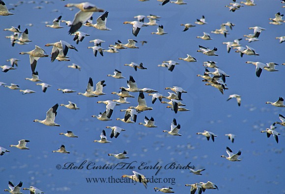 Chen caerulescens  SNOW GOOSE 158808