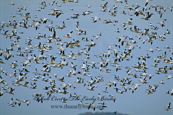 Chen caerulescens  SNOW GOOSE 158820 flock