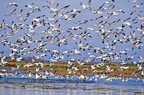 Chen caerulescens  SNOW GOOSE 158522