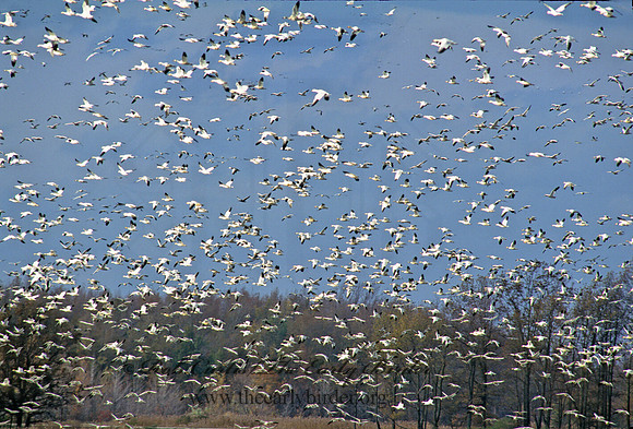 Chen caerulescens  SNOW GOOSE 158719