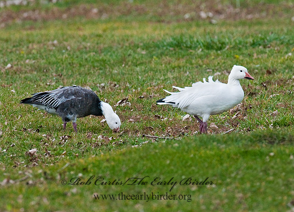 Chen caerulescens  SNOW GOOSE 3011109