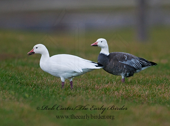 Chen caerulescens  SNOW GOOSE 3011158