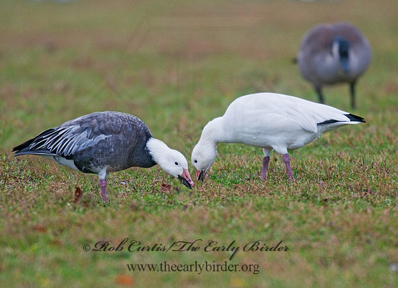 Chen caerulescens  SNOW GOOSE 3011165