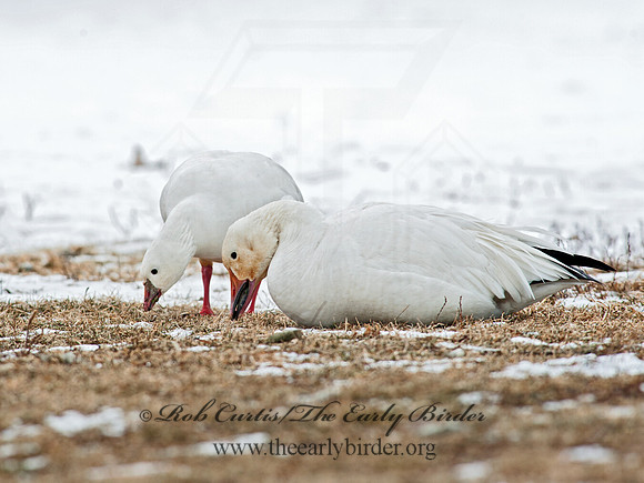 Chen caerulescens  SNOW GOOSE 8030038 & Ross Goose