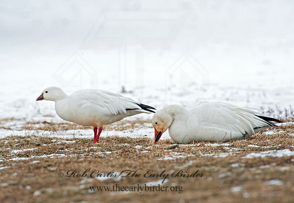 Chen caerulescens  SNOW GOOSE 8030041 & Ross Goose