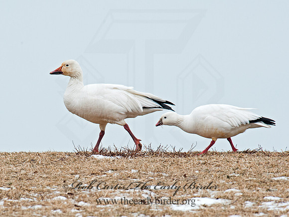 Chen caerulescens  SNOW GOOSE 8030145 & Ross Goose