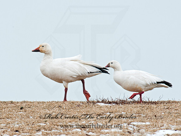 Chen caerulescens  SNOW GOOSE 8030147 & Ross Goose