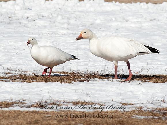 Chen caerulescens  SNOW GOOSE 8030202 & Ross Goose
