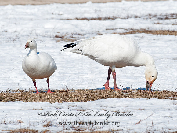 Chen caerulescens  SNOW GOOSE 8030215 & Ross Goose