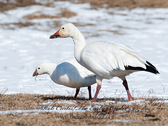 Chen caerulescens  SNOW GOOSE 8030299 & Ross Goose