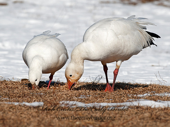 Chen caerulescens  SNOW GOOSE 8030309 & Ross Goose