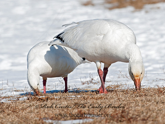 Chen caerulescens  SNOW GOOSE 8030292 & Ross Goose