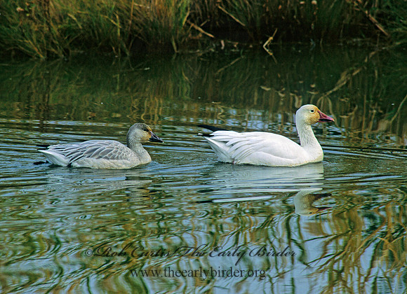Chen caerulescens  SNOW GOOSE 158937