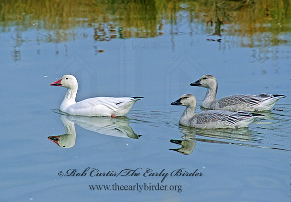 Chen caerulescens  SNOW GOOSE 158914