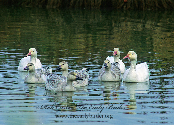 Chen caerulescens  SNOW GOOSE 159018