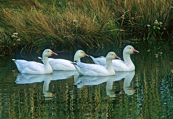 Chen caerulescens  SNOW GOOSE 158932