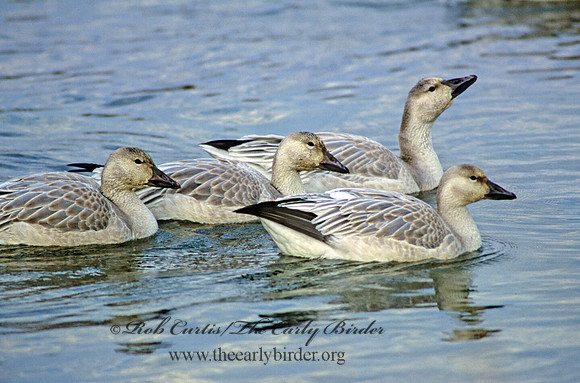 Chen caerulescens  SNOW GOOSE 158504