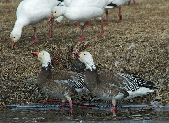 Chen caerulescens  SNOW GOOSE 6000338