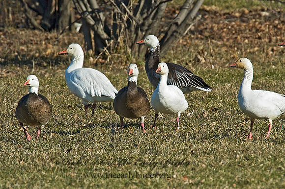 Chen caerulescens  SNOW GOOSE 5018290