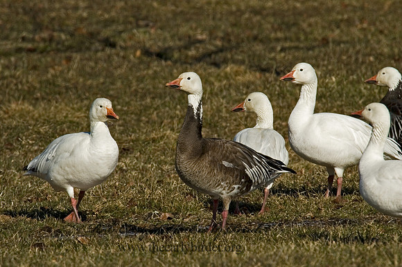 Chen caerulescens  SNOW GOOSE 5018311
