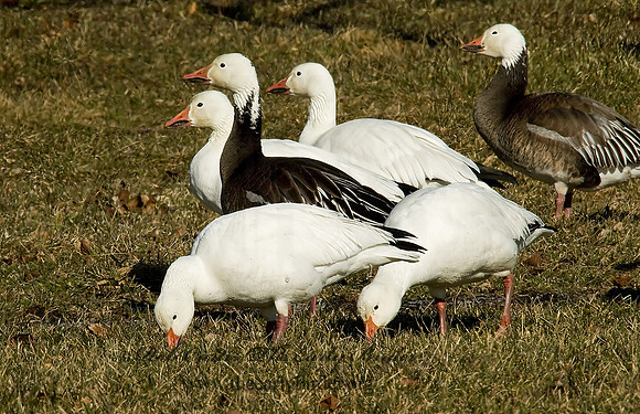 Chen caerulescens  SNOW GOOSE 5018313