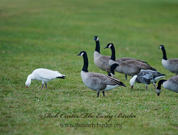 Chen caerulescens  SNOW GOOSE 8027352